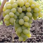Виноград оптом Крым