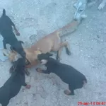 щенки ягдтерьера от рабочих собак