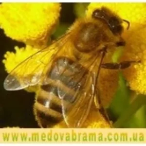 препараты для лечения пчел 