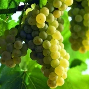 Продам виноград технических сортов:Шардоне,  Пино Блан 