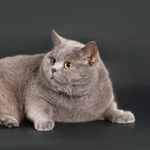 Шотландский прямоухий кот для вязок