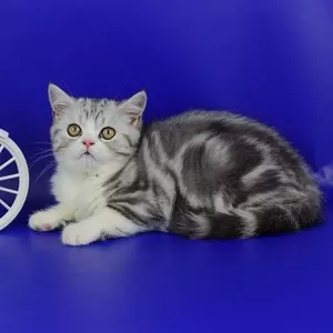 Продам очаровательного шотландского котенка