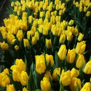 Срезы тюльпанов к 8 марта оптом