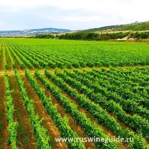 Виноградники,  грушевые и яблочные сады,  сельхоз земля в Севастополе