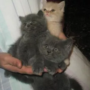 Продаются три очаровательных котёнка (мальчика)