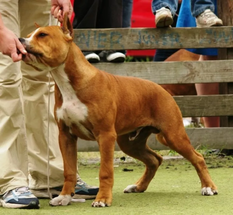 Подрощеный щенок  щенки американского стаффордширского терьера.