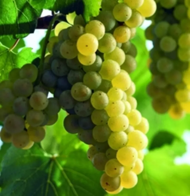 Продам виноград технических сортов:Шардоне,  Пино Блан 