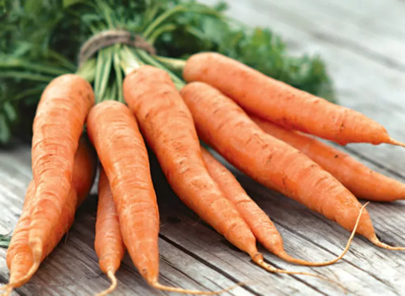 Морковь оптом сорта: Шантоне,  Каратель