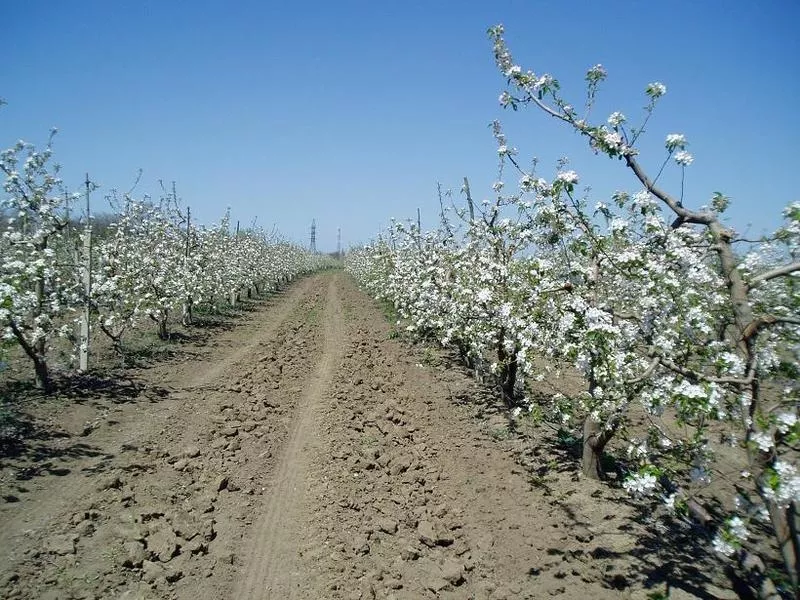 Плодоносящий яблоневый сад в Крыму. 4, 8 Га (Свидетельство,  документы готовы)