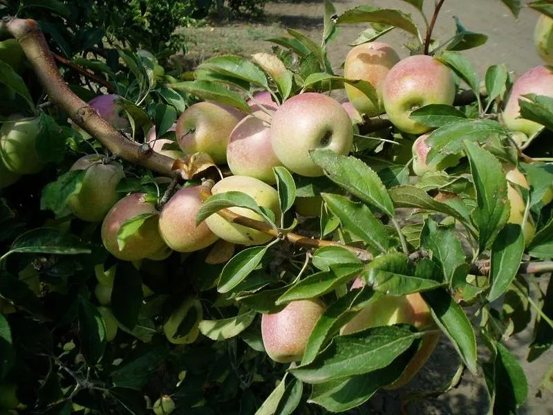 Плодоносящий яблоневый сад в Крыму. 4, 8 Га (Свидетельство,  документы готовы) 3