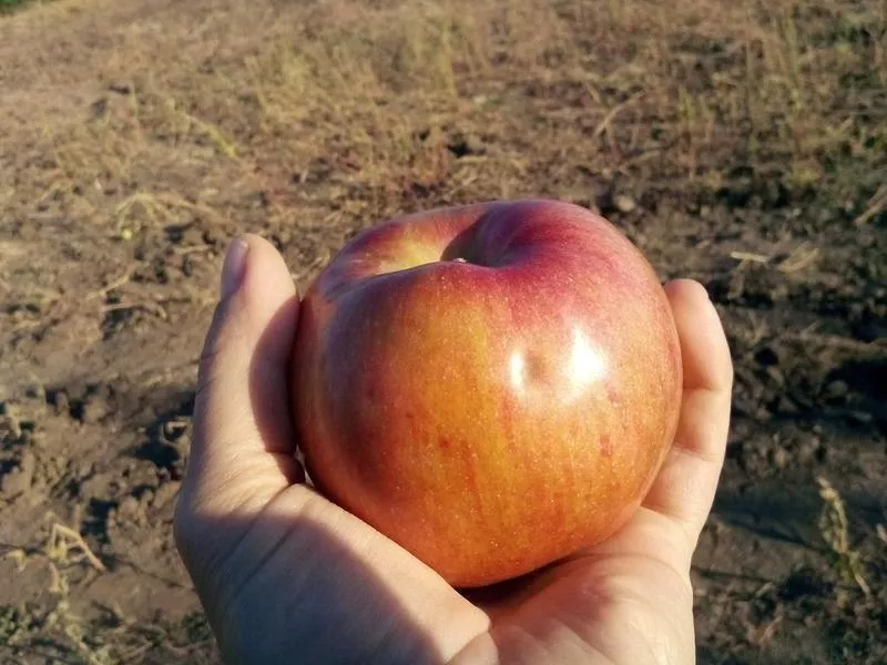Плодоносящий яблоневый сад в Крыму. 4, 8 Га (Свидетельство,  документы готовы) 5