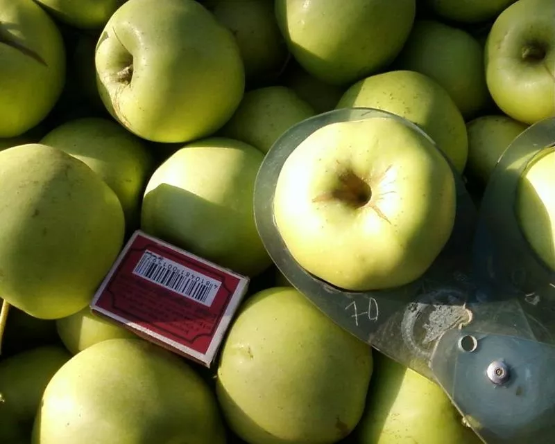 Плодоносящий яблоневый сад в Крыму. 4, 8 Га (Свидетельство,  документы готовы) 6