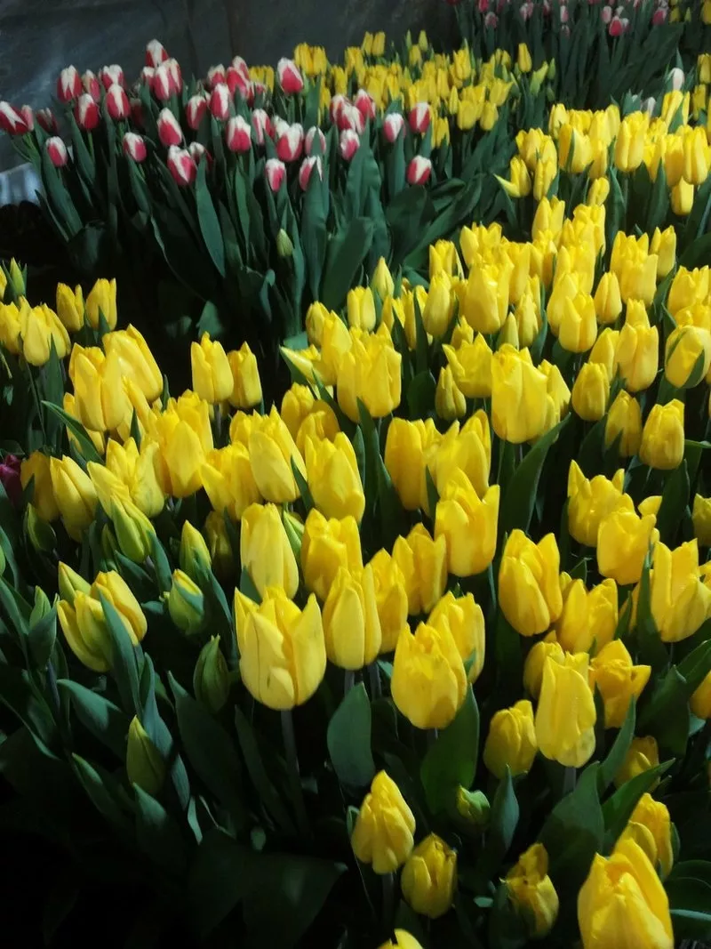 Срезы тюльпанов к 8 марта оптом 3