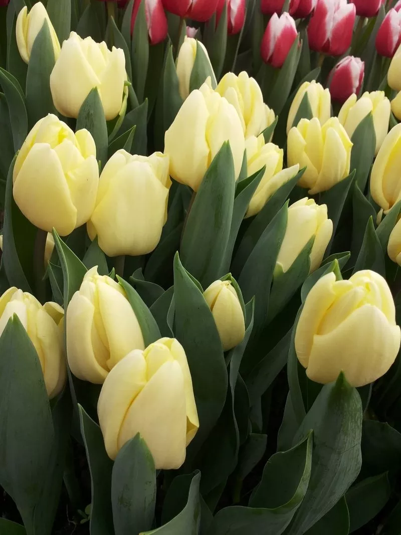 Срезы тюльпанов к 8 марта оптом 4