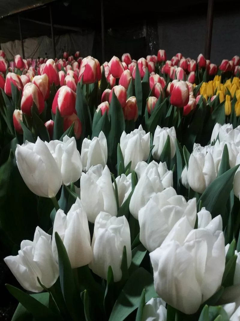 Срезы тюльпанов к 8 марта оптом 5
