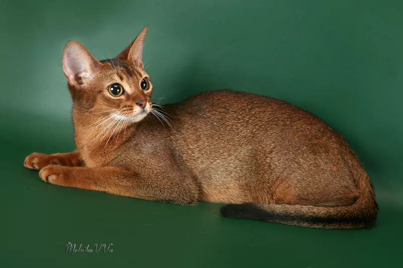 Абиссинские котята из питомника 2